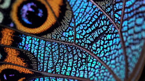 close-up of iridescent butterfly wing with detailed patterns