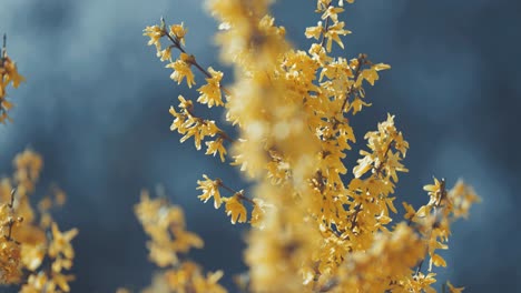 golden-yellow forsythia flowers cover the leafless branches