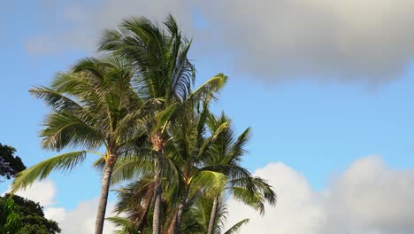 hawaiian palm trees blowing in the wind with blue sky background