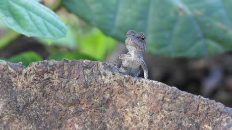 lagarto en roca uhd mp4 4k video
