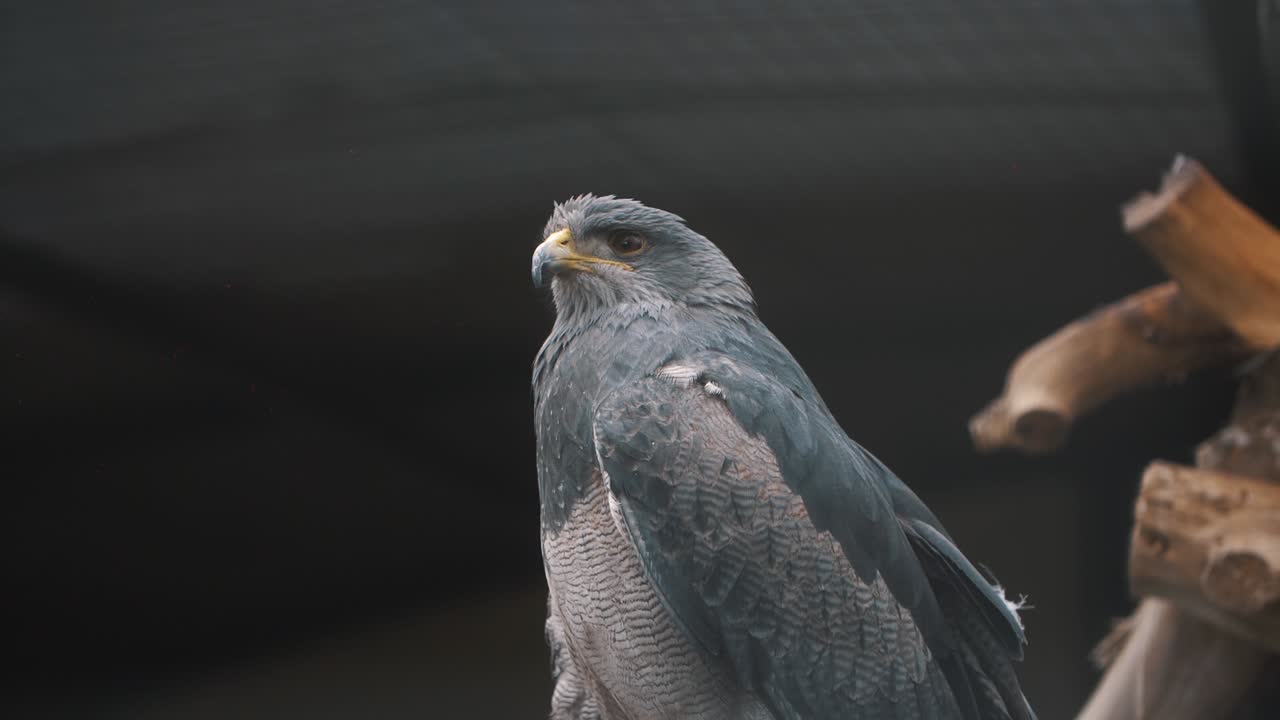 Close up macro of a grey hawk looking at the sky in Ecuador, South America (Leucopternis princeps)