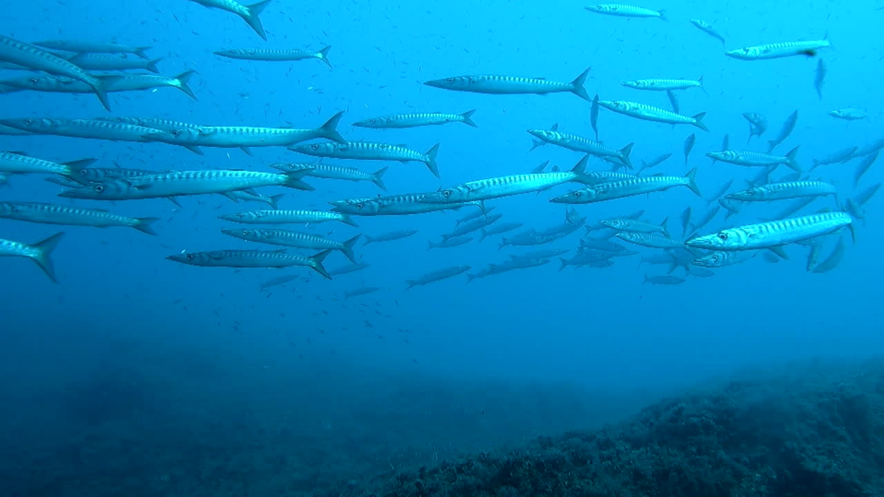 School of Fish in the Deep Blue