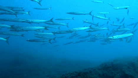school of fish in the deep blue