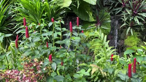 Beautiful-orchids-and-lush-greenery-stalked-leaves-against-the-fountain-background