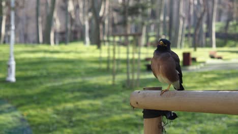 un primer plano de un pájaro myna marrón posado en un poste de madera en un parque