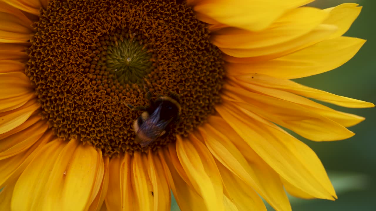 un abejorro y un insecto trepando en el primer plano de la hoja de flor de girasol