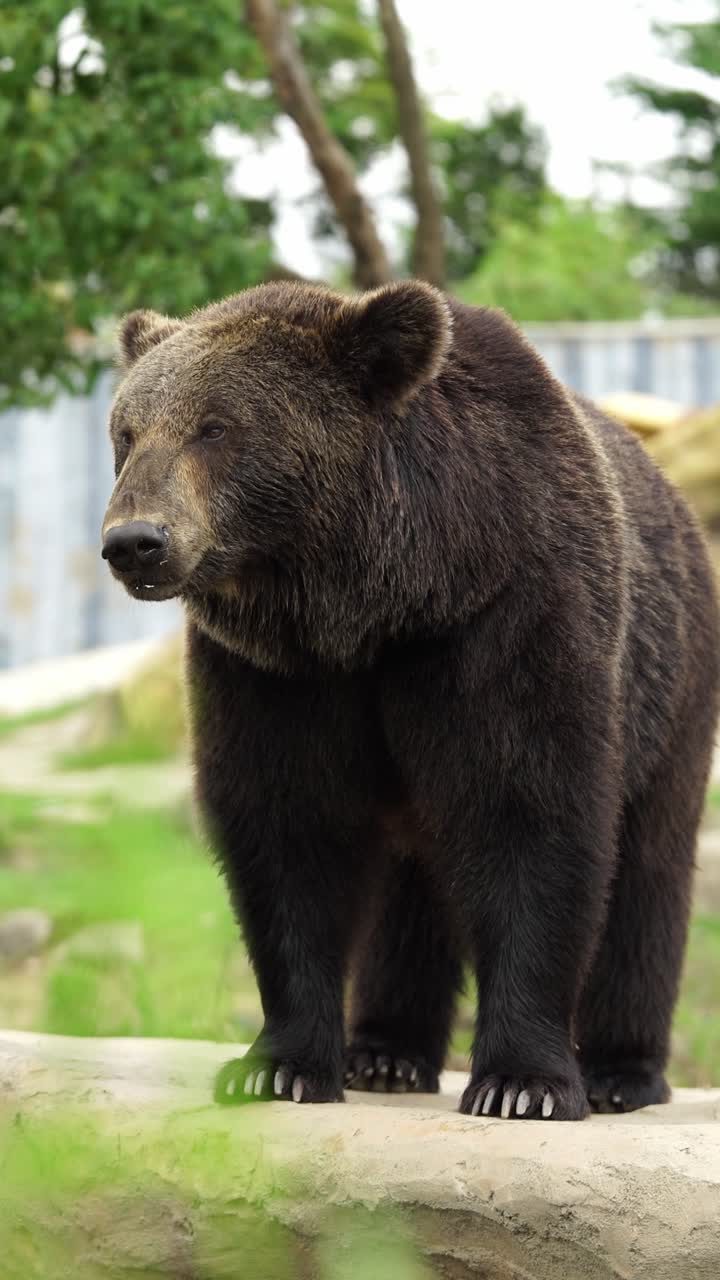 Un orso gigante aspetta il cibo allo zoo