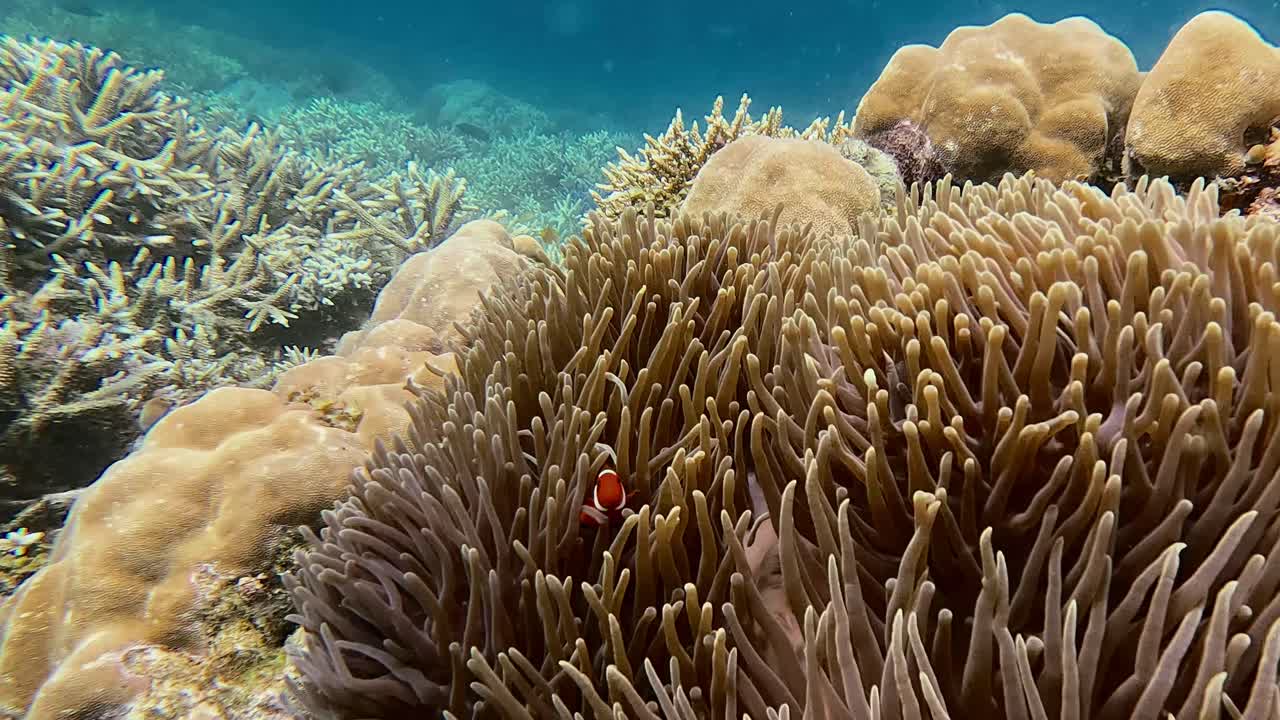 Scena subacquea spontanea con carrello in avanti verso una colonia di anemoni di mare che ondeggiano violentemente nella corrente mentre un pesce pagliaccio la difende in un vivido habitat naturale di barriera corallina a Dauin, Filippine