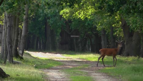 un ciervo joven pasando por un claro en el bosque
