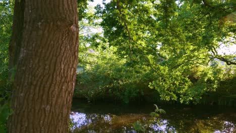 canal with trees and boat