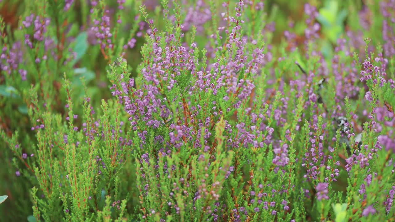 las delicadas flores rosadas y púrpuras cubren los arbustos de brezo en la tundra de otoño