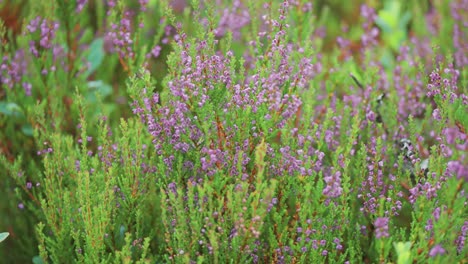 las delicadas flores rosadas y púrpuras cubren los arbustos de brezo en la tundra de otoño