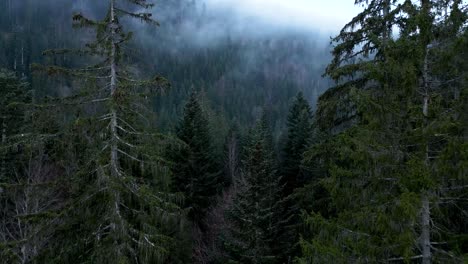 Drone-Vuela-A-Través-De-Pinos-En-Un-Bosque-Con-Nubes