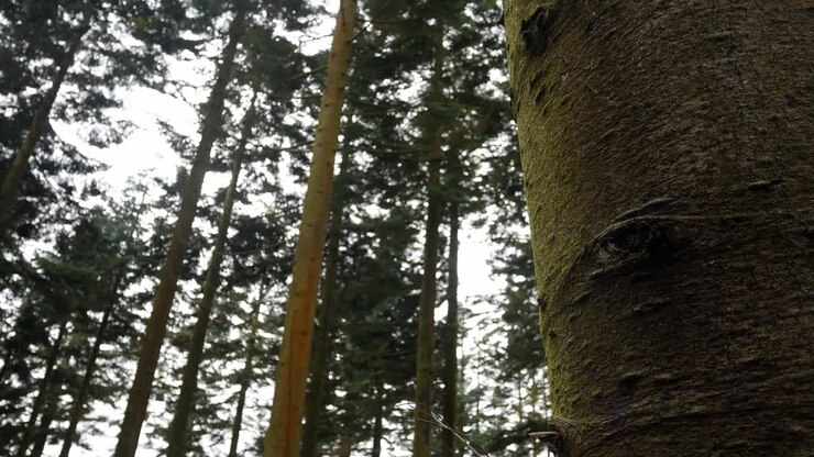 Bosco fitto, silvicoltura, natura selvaggia, disboscamento, deforestazione, carrello verso destra al tronco d'albero
