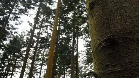 Dichter-Wald-Forstwirtschaft-Wildnis-Abholzung-Abholzung-Rechts-Dolly-Zum-Baumstamm