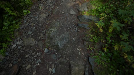 Tilt-Up-Tracking:-Female-Hiker-on-Forestry-Path,-Rear-View