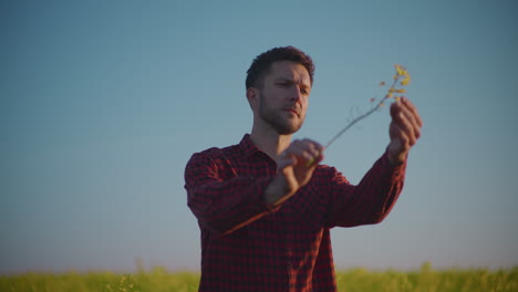 farmer inspecting canola flower for diseases
