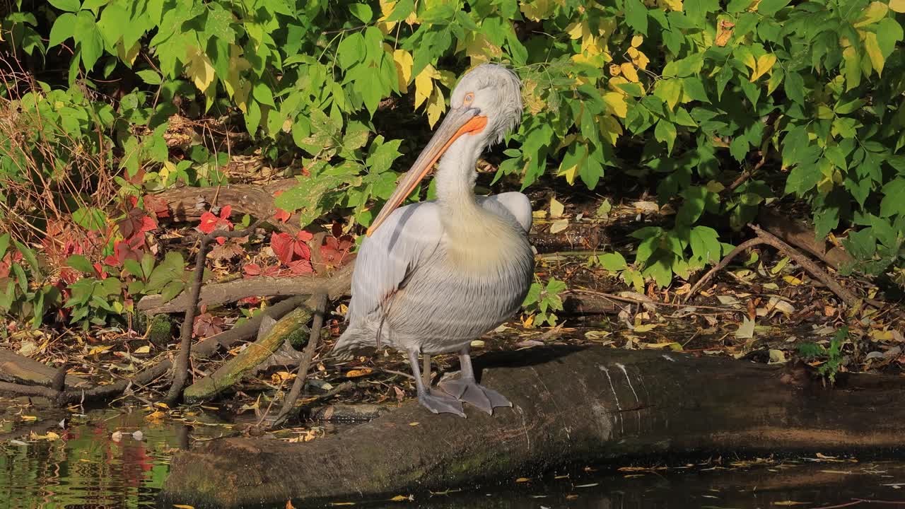 Dalmatian pelican (Pelecanus crispus) is the largest member of the pelican family, and perhaps the world's largest freshwater bird, although rivaled in weight and length by the largest swans.