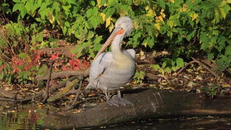 El-Pelícano-Dálmata-(pelecanus-Crispus)-Es-El-Miembro-Más-Grande-De-La-Familia-De-Los-Pelícanos-Y-Quizás-El-Ave-De-Agua-Dulce-Más-Grande-Del-Mundo,-Aunque-Rivaliza-En-Peso-Y-Longitud-Con-Los-Cisnes-Más-Grandes.