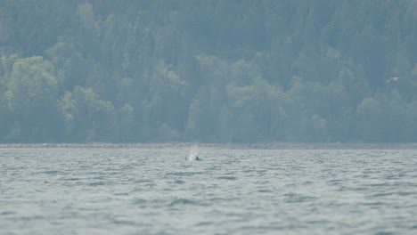 Schwertwale,-Orcas,-Die-Luft-Ausstoßen,-Weitwinkelaufnahme-Vom-Meer-Aus-Mit-Bewaldetem-Ufer