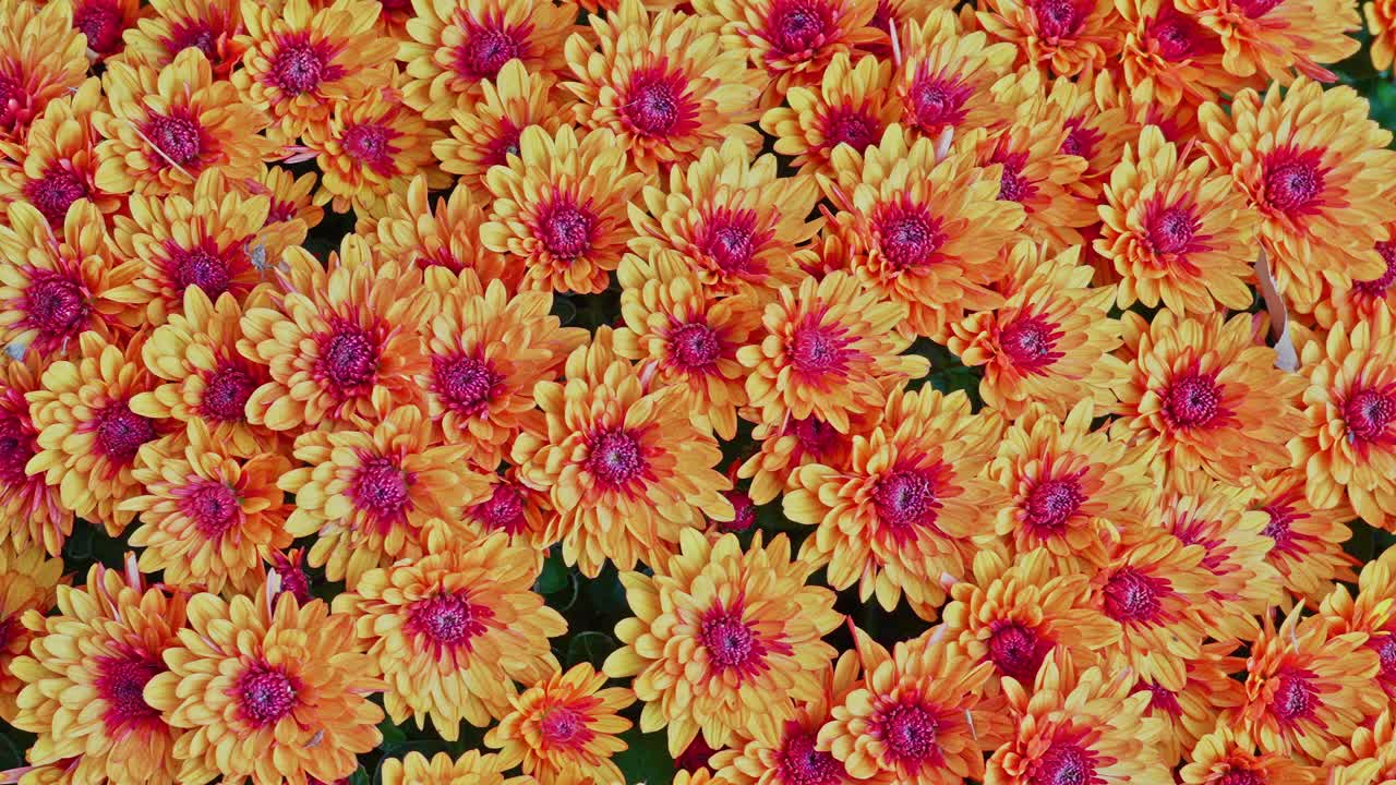 A close-up, full-frame shot of dense, vividly colored orange chrysanthemums with bright red centers