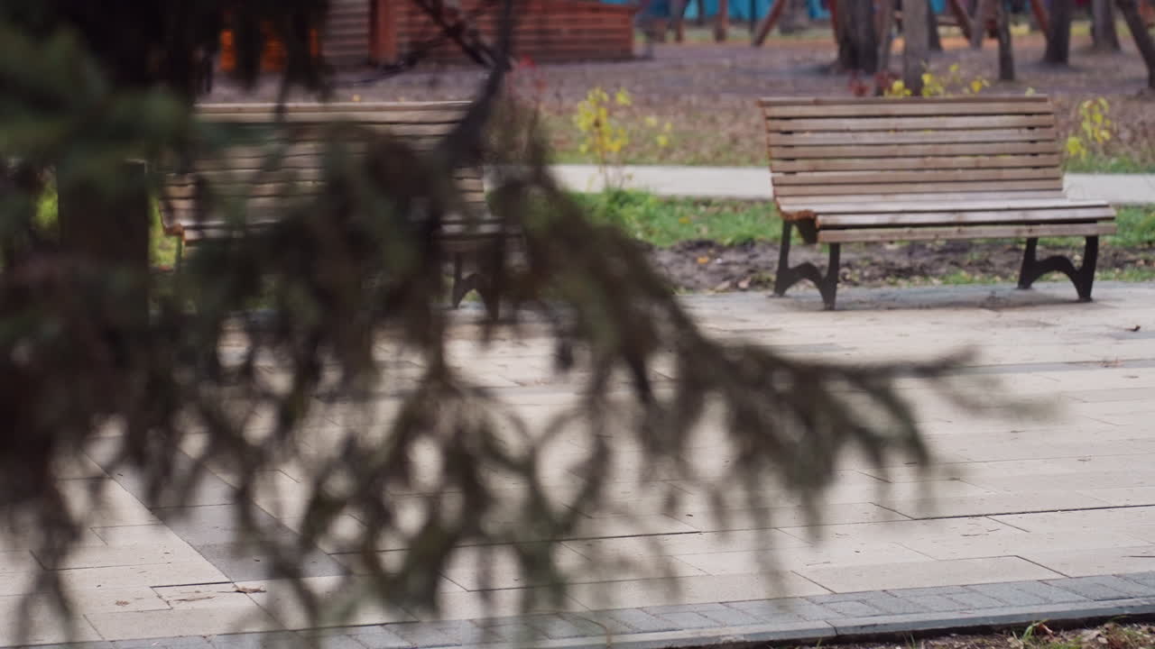 Wooden park bench positioned on pavement in quiet outdoor park setting, spruce tree branch in soft blur creating depth in natural peaceful scene, capturing calm nature during overcast daylight