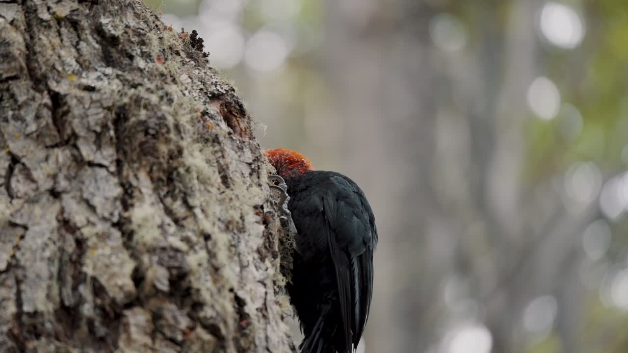 pájaro carpintero magallánico macho buscando insectos en un agujero en el árbol en tierra de fuego, argentina