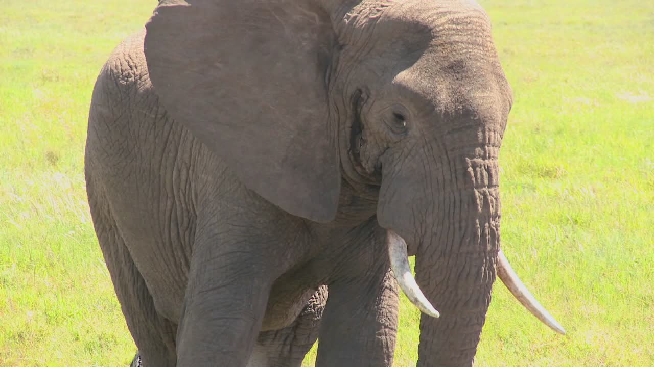 멋진 코끼리가 멀리서 카메라를 쳐다본다