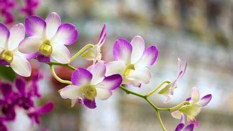 vibrant orchids in a temple setting