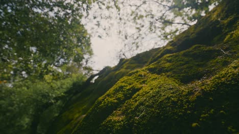 moss covered rock in a forest