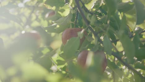 Cálida-Luz-Del-Sol-De-Otoño-Alcanzando-Su-Punto-Máximo-A-Través-Del-Manzano