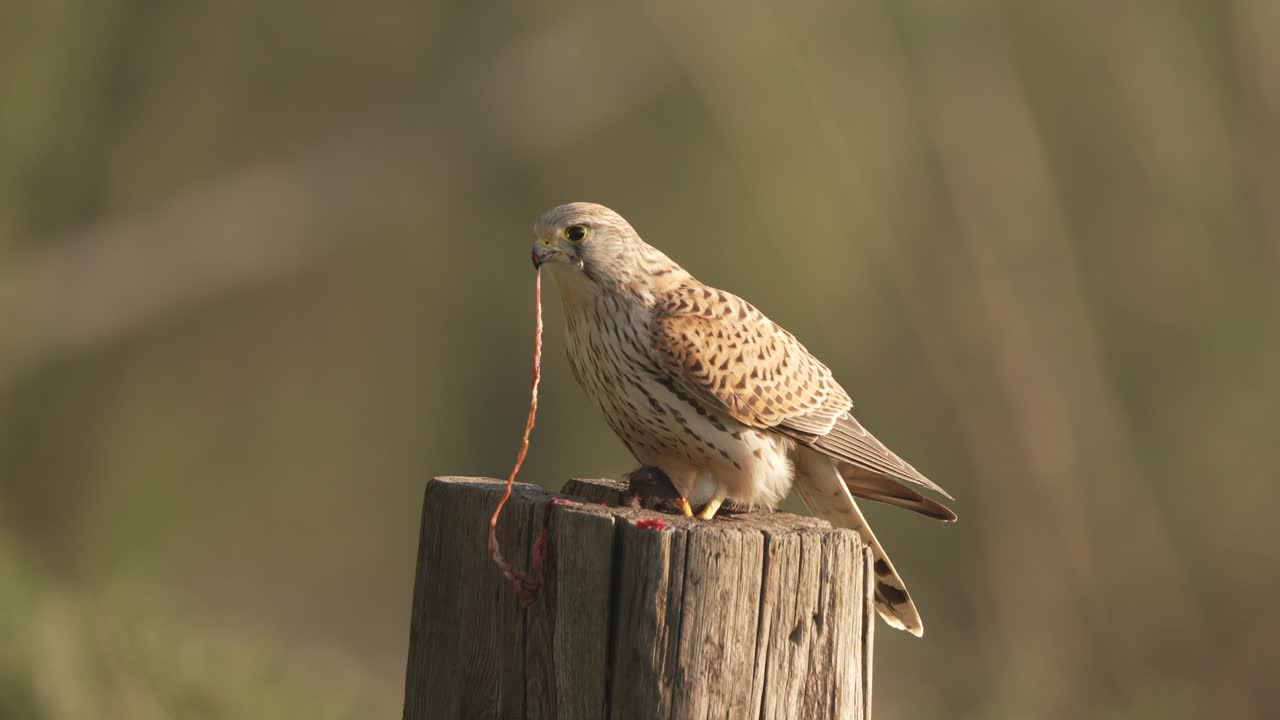 나무 기둥 에 먹이 를 먹는 케스트