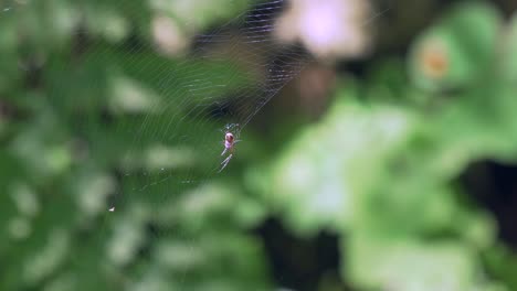 Toma-Estática-De-Araña-Sentada-En-Una-Red-Esperando-A-Su-Presa-Balanceándose-En-La-Suave-Brisa