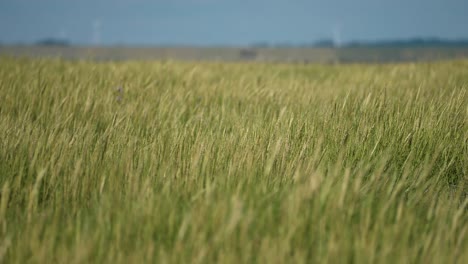 a lush grass field. slow-motion parallax video