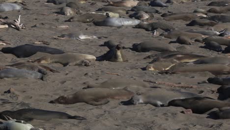 colony of elephant seals on the california coastline at piedras blancas rookery in san simeon