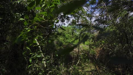 Camera-moves-in-slow-motion-through-a-beautiful-forest-with-vibrant-greenery