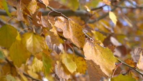 Zeitlupen-Nahaufnahme-Von-Gelben,-Silbernen-Pappel-Herbstblättern,-Die-Vom-Wind-Bewegt-Werden