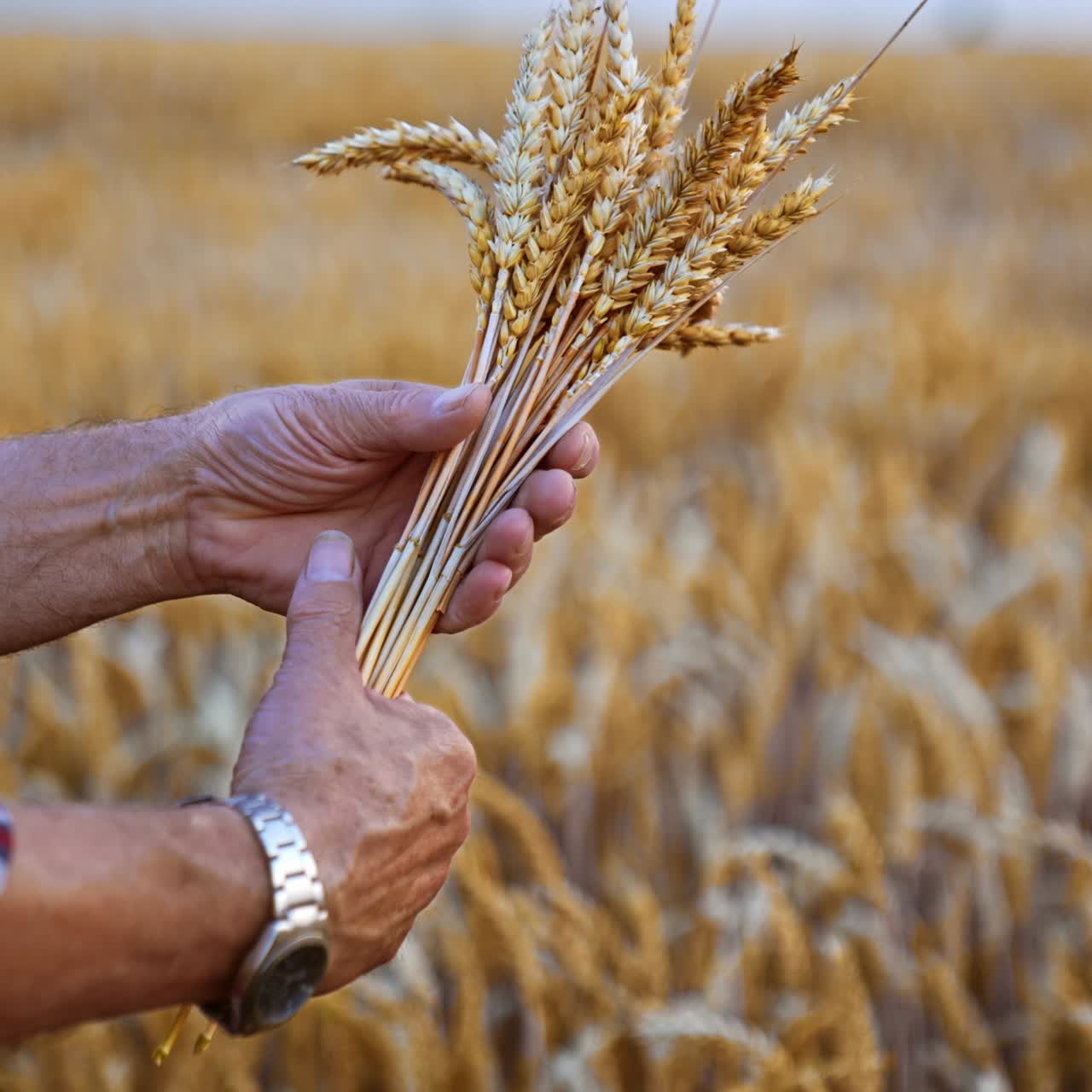 A bunch of beautiful full ripe ears of wheat in old male hands. Farmer holding the spikelets picked in the field