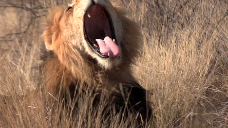 an old kalahari male lion shows his broken teeth while yawning