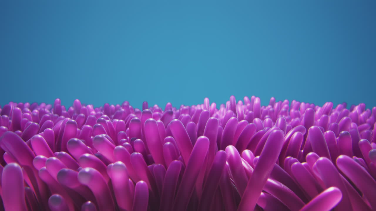 Closeup of pink algae anemones swaying underwater
