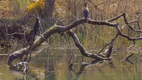 familia de hermosos cormoranes sentados en la rama de un árbol de agua en el lago, plano general