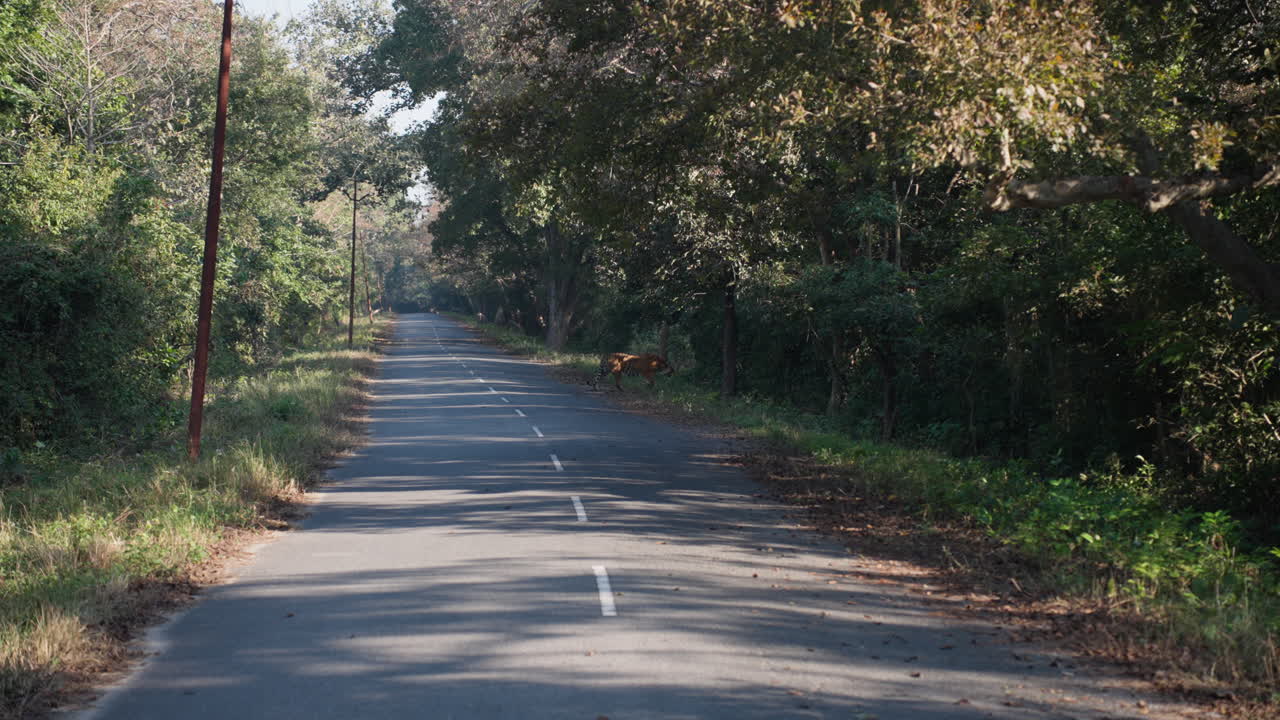 Tigre che cammina su una strada in una foresta, slow motion, scena rilassante