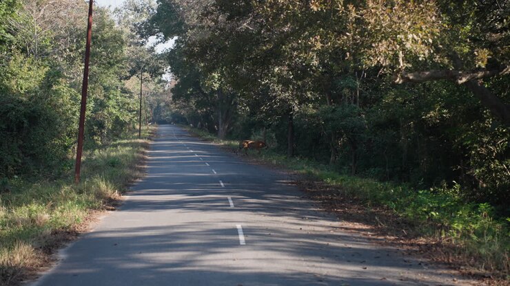 Tigre che cammina su una strada in una foresta, slow motion, scena rilassante