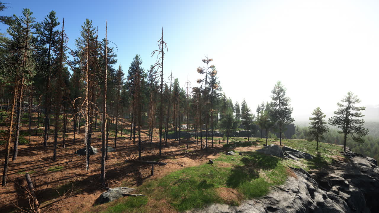 夏の晩の深いスカンジナビアの森