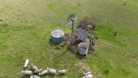 cattle gather around windmill and solar panels