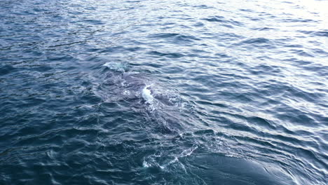 Aerial-footage-of-a-humpback-whale-diving-and-resurfacing-in-South-Africa's