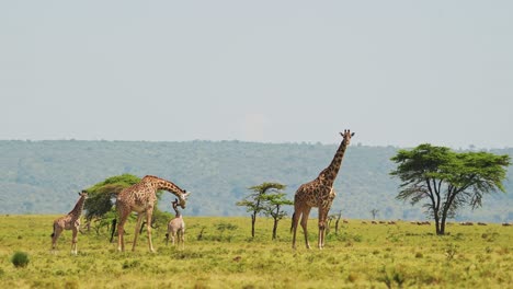 slow motion shot of young cute baby giraffe with mother and family group walking through the masai mara african wildlife in maasai mara national reserve, kenya, africa safari animals