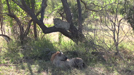 a leopard on a low hanging branch and a hyena in the grass under the tree