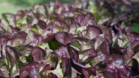 red oak lettuce hydroponics. close up