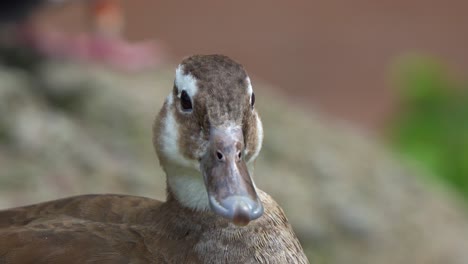 extreme close up portrait shot of a female ringed teal duck, callonetta leucophrys staring at the camera